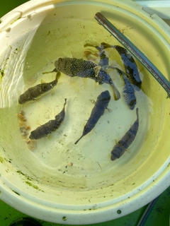 コモンフグの釣果