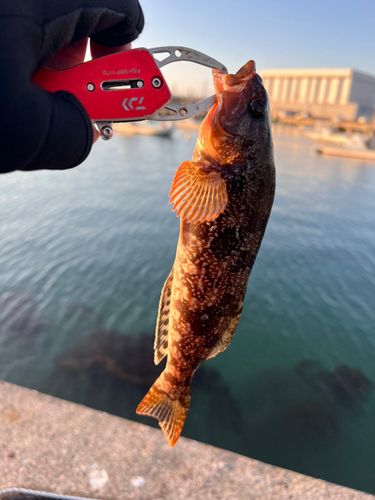 アイナメの釣果