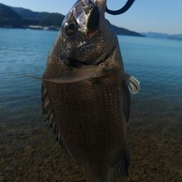 ミナミクロダイ