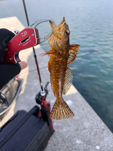 アイナメの釣果