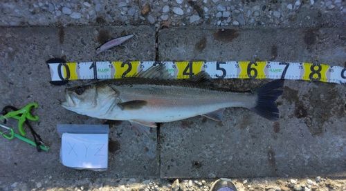 シーバスの釣果