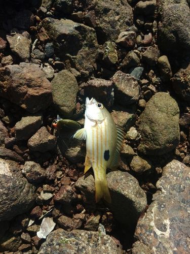 ニセクロホシフエダイの釣果