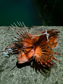 ミノカサゴの釣果