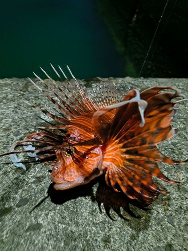 ミノカサゴの釣果