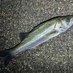 フッコ（マルスズキ）