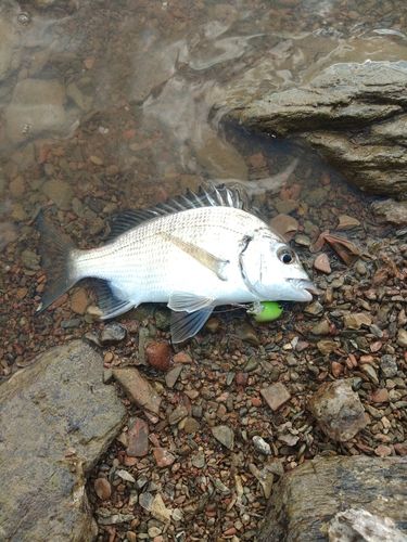 ミナミクロダイの釣果