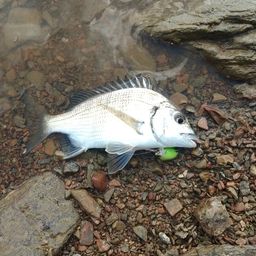 ミナミクロダイ