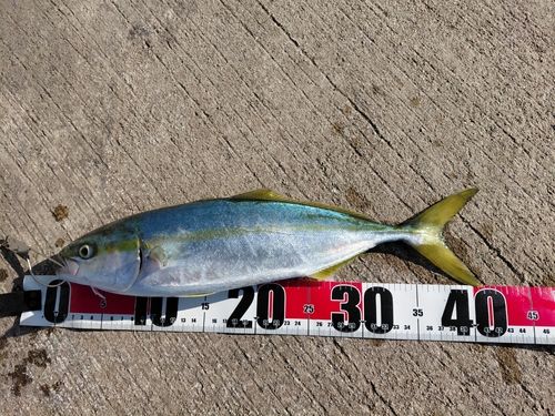 フクラギの釣果