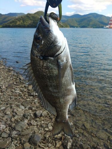 ミナミクロダイの釣果