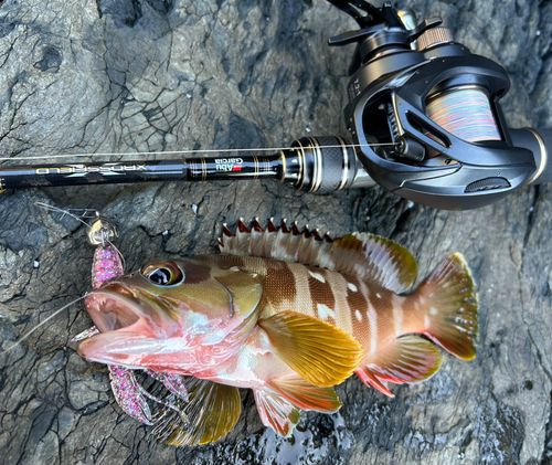 アカハタの釣果