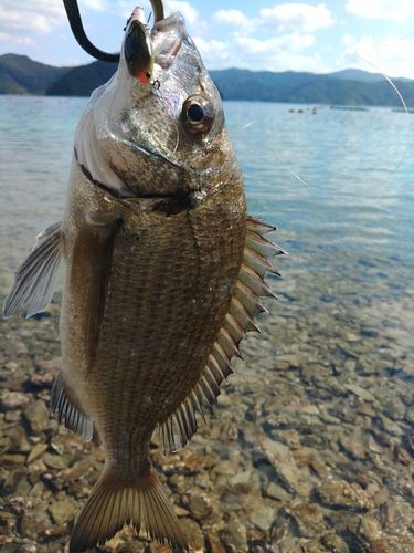 ミナミクロダイの釣果