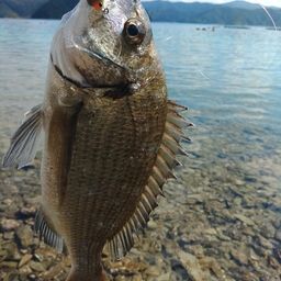 ミナミクロダイ