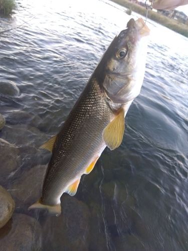 ウグイの釣果