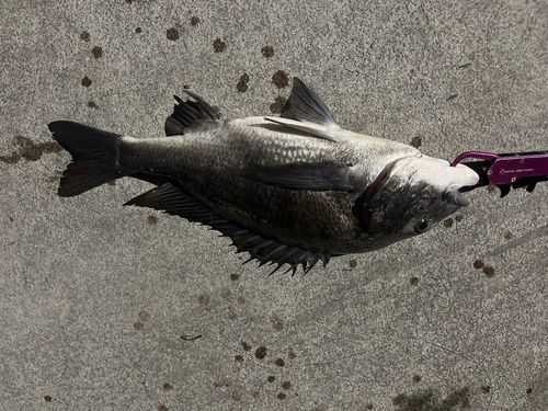 クロダイの釣果