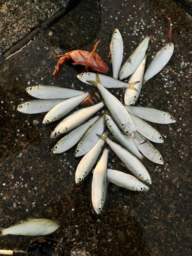 ママカリの釣果