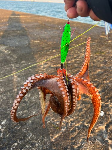 タコの釣果