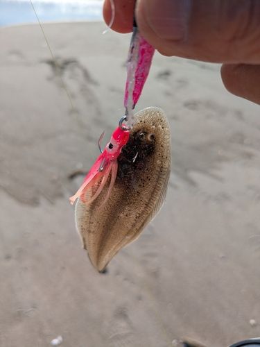 シタビラメの釣果