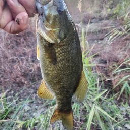 スモールマウスバス