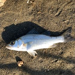 セイゴ（ヒラスズキ）