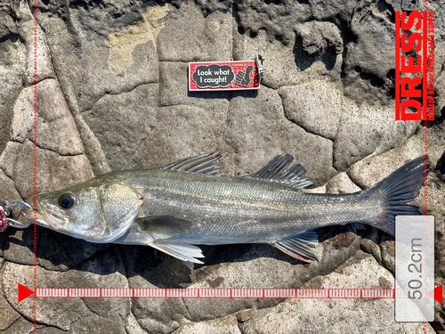 シーバスの釣果