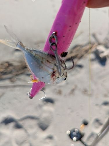 ヒイラギの釣果