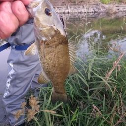 スモールマウスバス