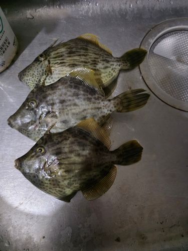 カワハギの釣果