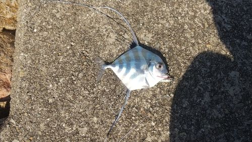 イトヒキアジの釣果