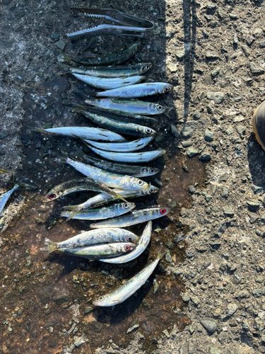 ウルメイワシの釣果