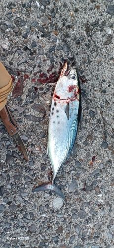 スマガツオの釣果