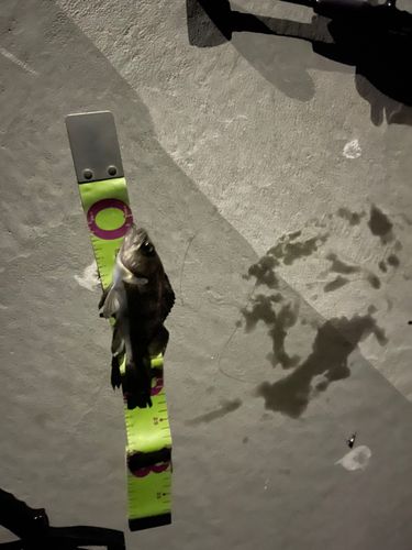 クロメバルの釣果