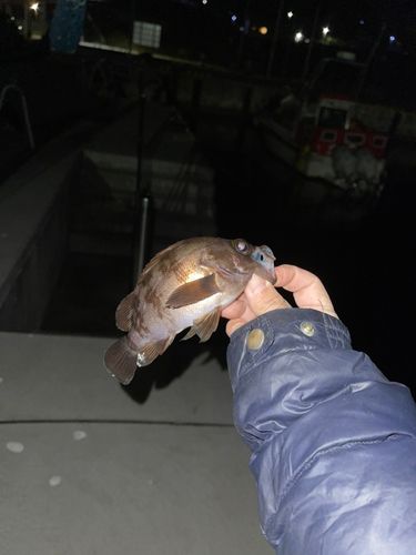 クロメバルの釣果
