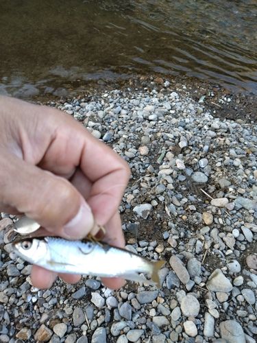 オイカワの釣果
