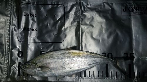 イケカツオの釣果