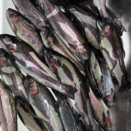 レインボートラウト