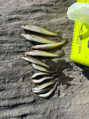 シロギスの釣果