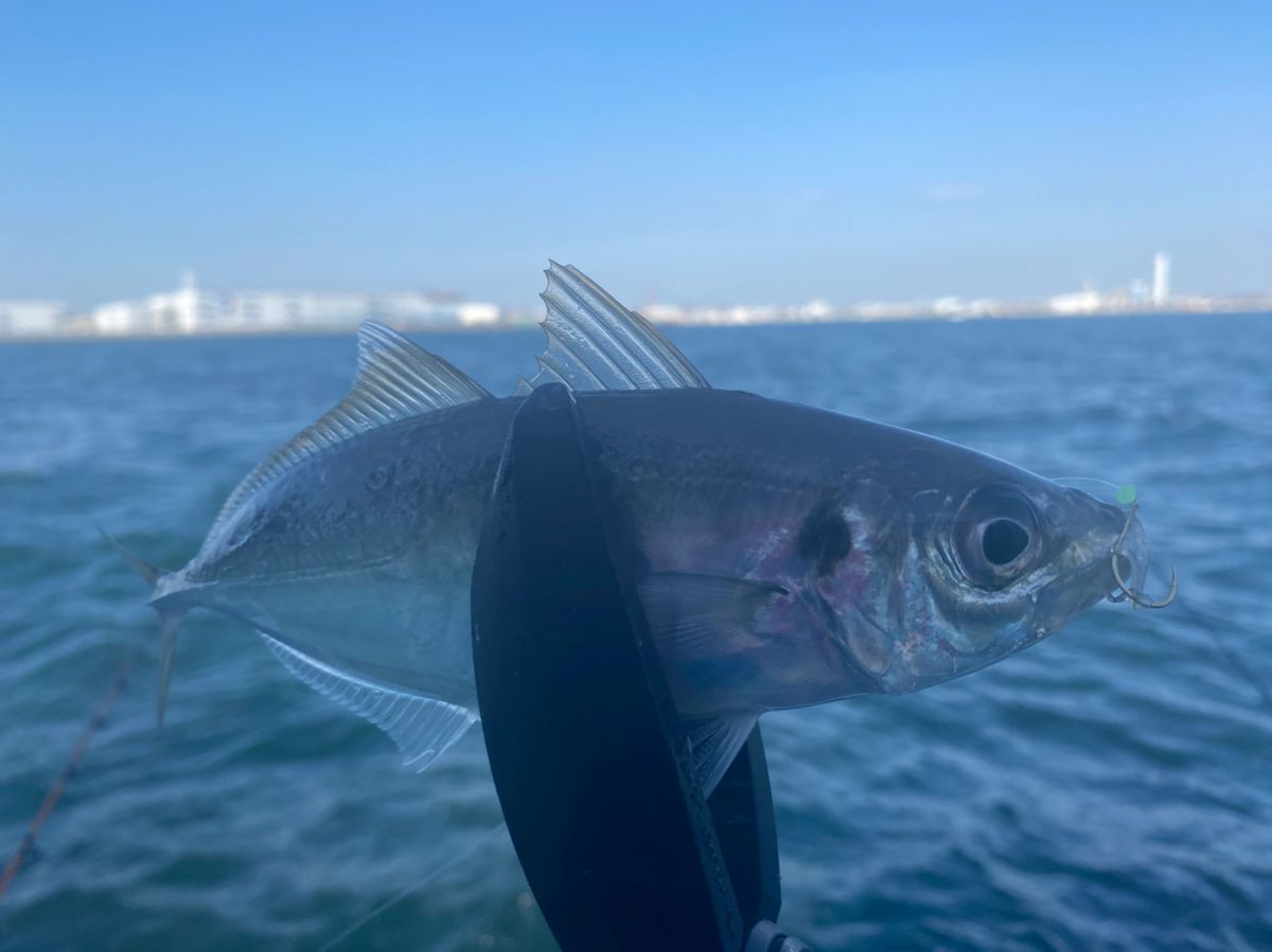 湘南のかつさんの釣果 1枚目の画像