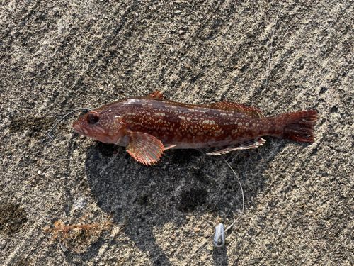 アイナメの釣果