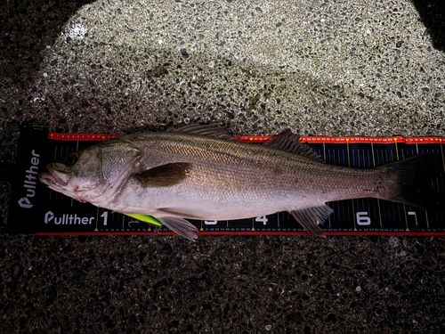 シーバスの釣果