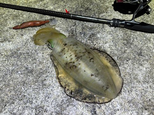 アオリイカの釣果