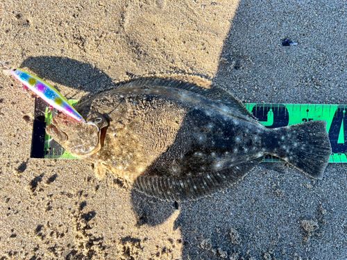 ヒラメの釣果