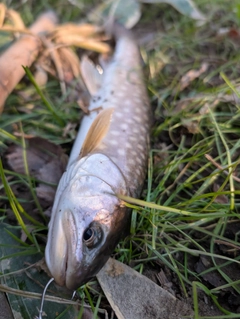 アメマスの釣果