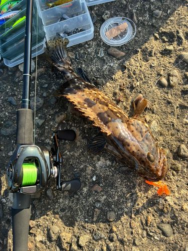 ヤイトハタの釣果