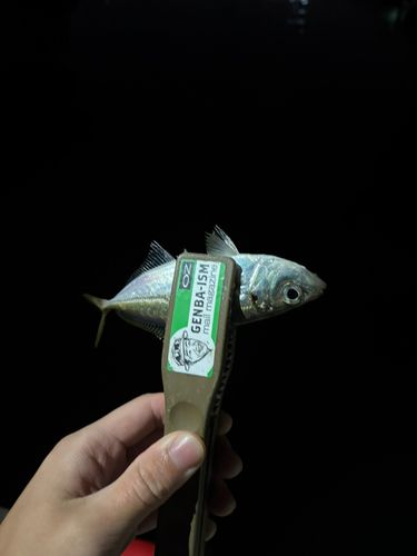 マアジの釣果