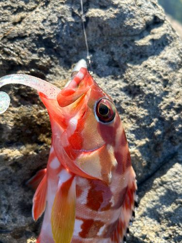 アカハタの釣果