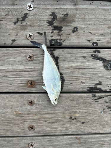 イケカツオの釣果