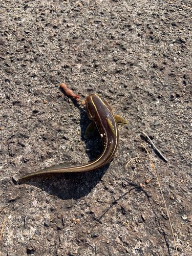 ゴンズイの釣果