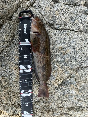 アイナメの釣果