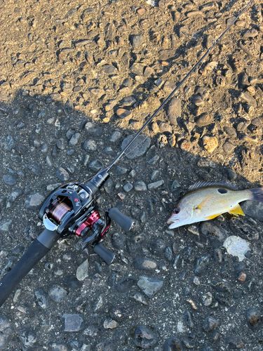 クロホシフエダイの釣果