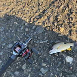 クロホシフエダイ